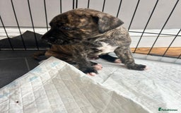 Mixed Breed dogs for sale: Bull whippet - Image 6