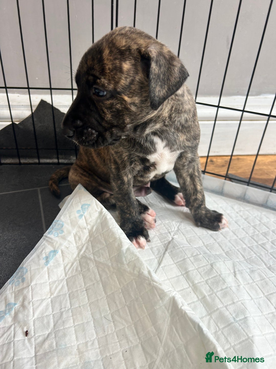 Mixed Breed dogs for sale: Bull whippet - Image 6