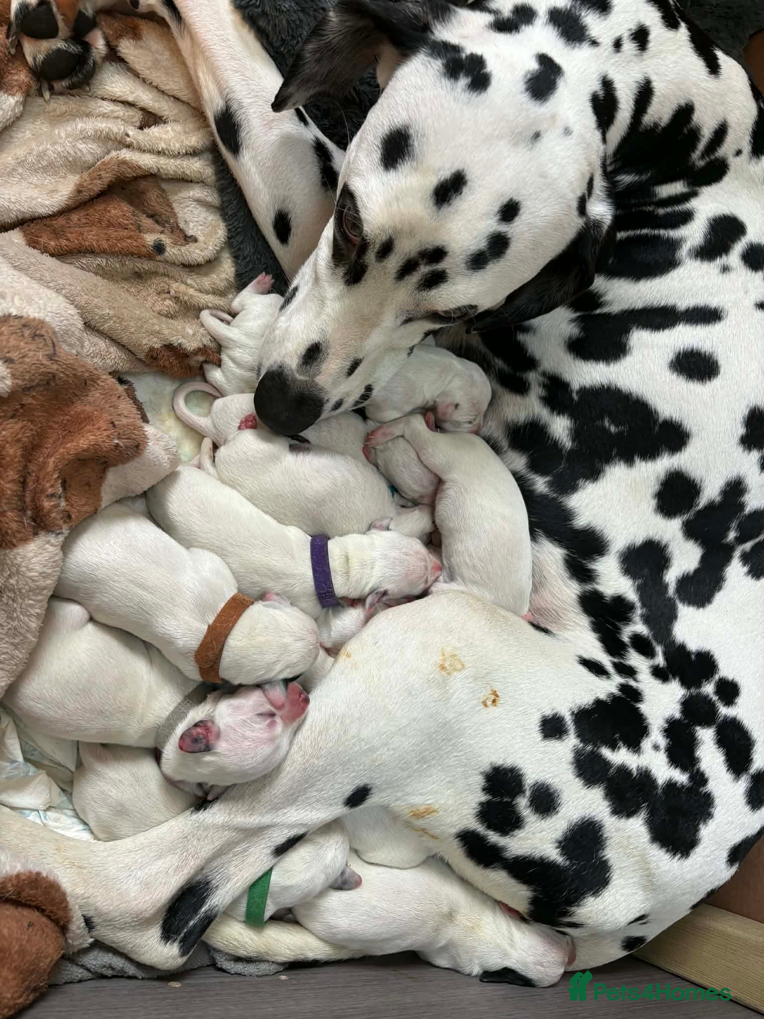 Dalmatian dogs 15 Dalmation puppies - Advert 4