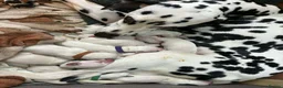 Dalmatian dogs for sale: 15 Dalmation puppies - Advert 1