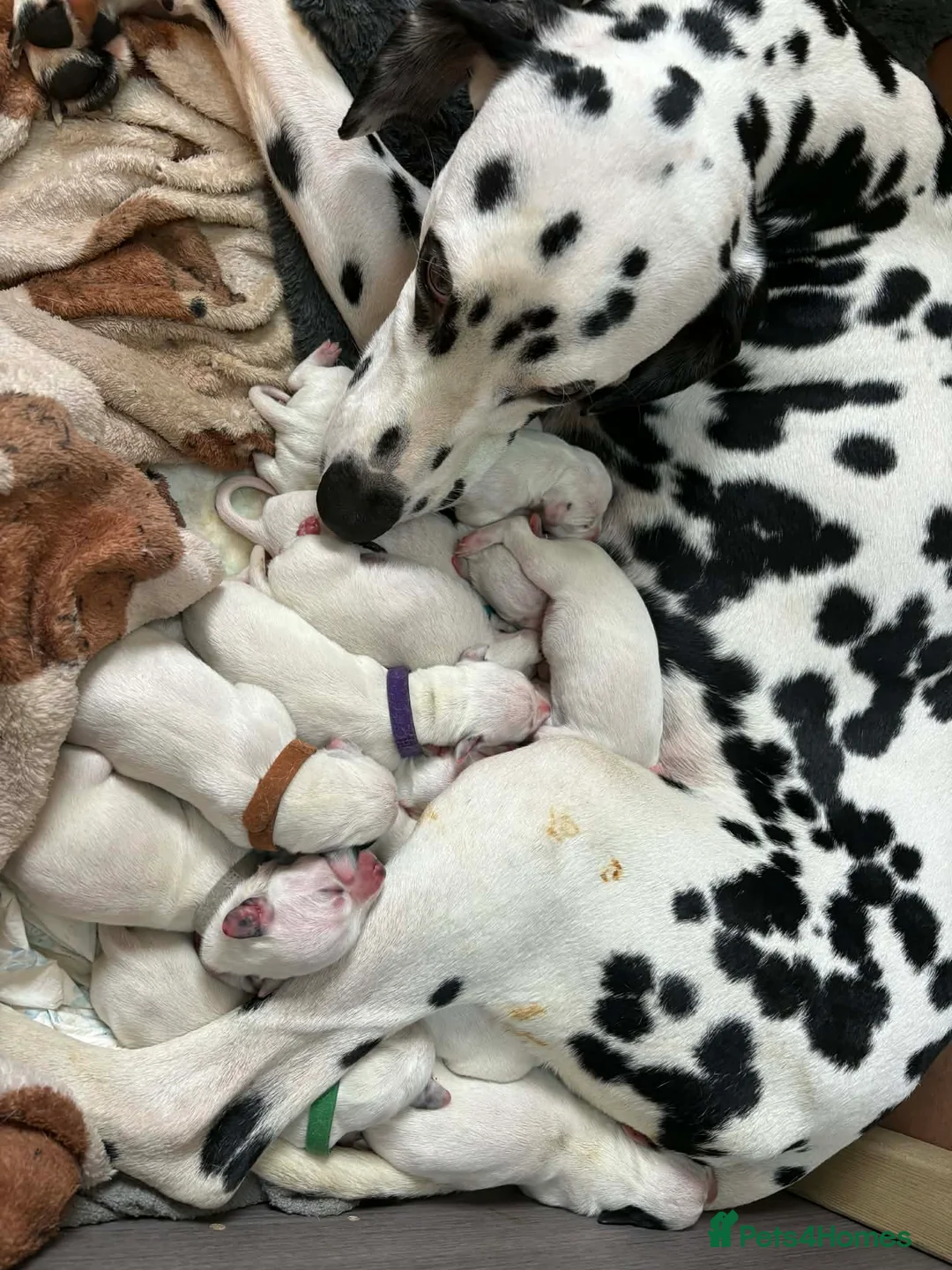 Dalmatian dogs for sale: 15 Dalmation puppies - Advert 1