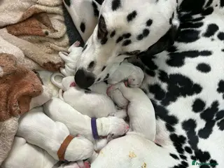 Dalmatian dogs 15 Dalmation puppies - Advert 4