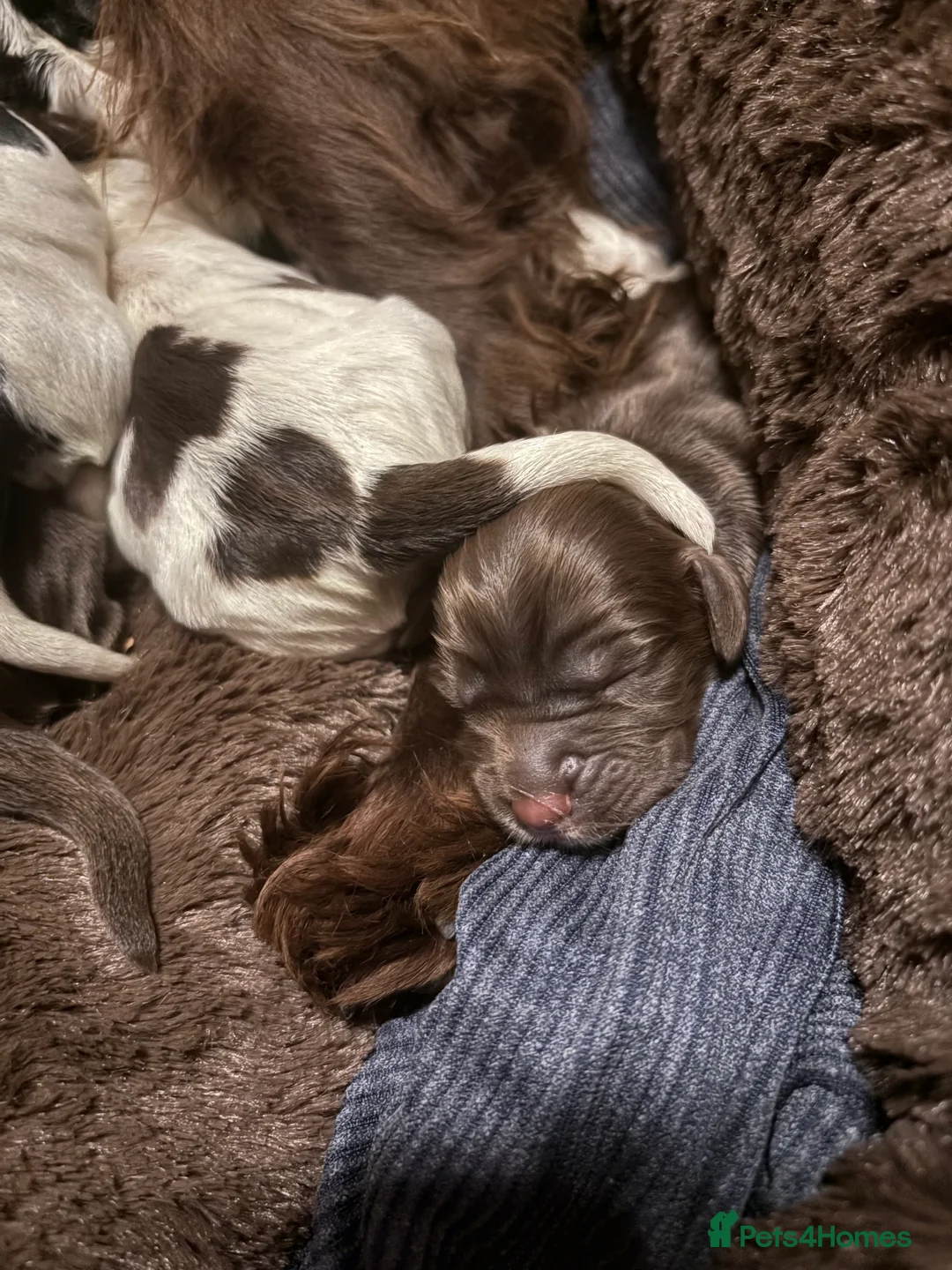 Cocker Spaniel dogs for sale: Cocker spaniel puppy’s  in Sandy - Advert 2