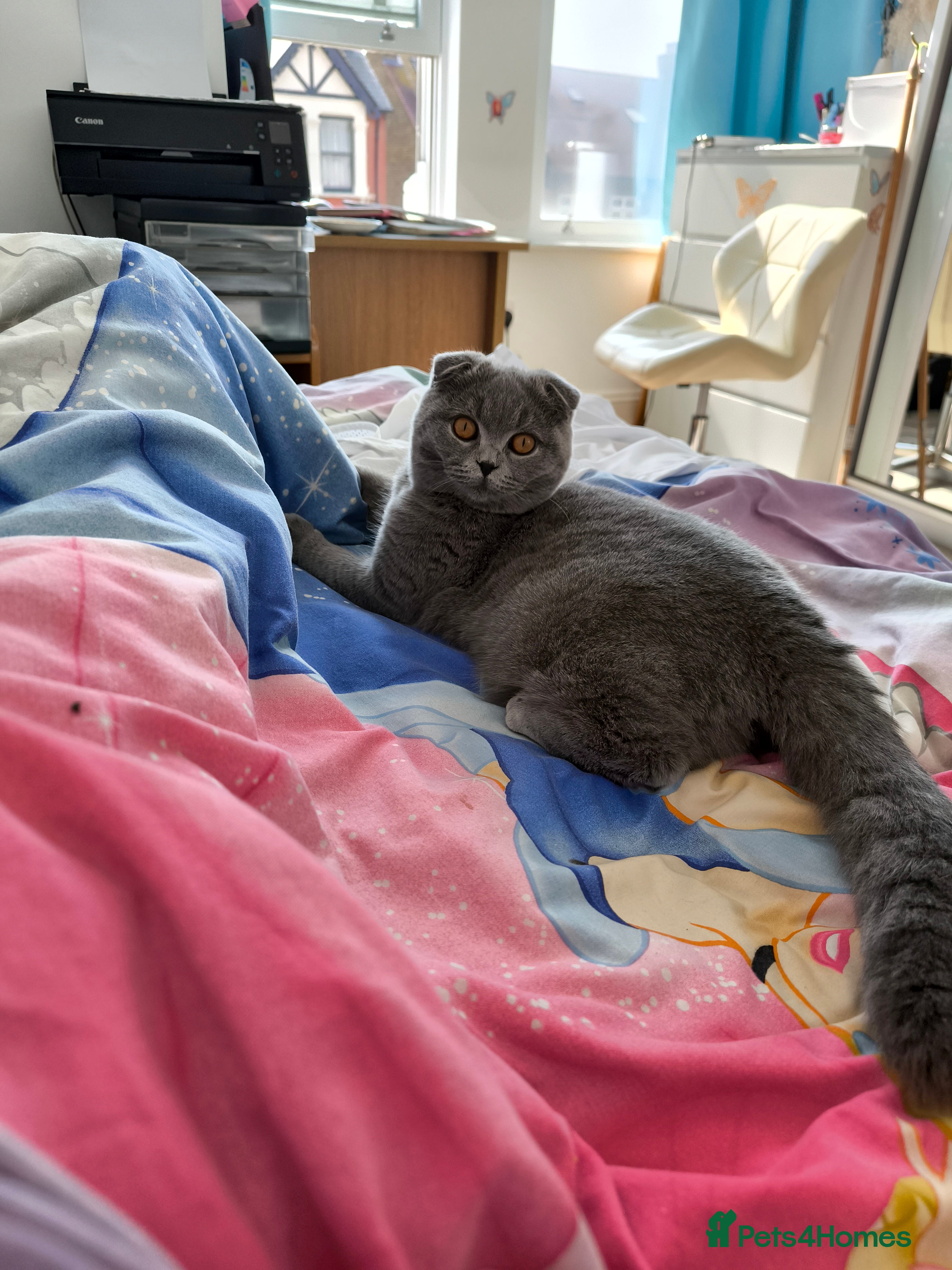 Scottish Fold cats Top-Quality Scottish Fold Kittens  - Advert 2