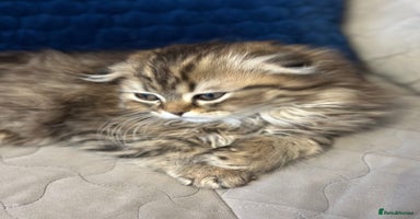 Scottish Fold cats - Advert 3