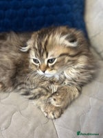 Scottish Fold cats - Advert 2