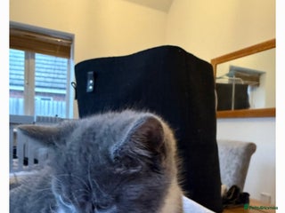 Domestic Shorthair cats Beautiful domestic short-hair kitten - Advert 1