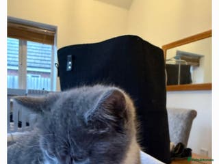 Domestic Shorthair cats Beautiful domestic short-hair kitten - Advert 8