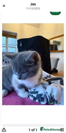 Domestic Shorthair cats Beautiful domestic short-hair kitten - Advert 1