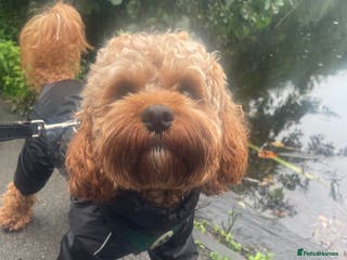 Cavapoo dogs Cava Poo Stud in Stockport - Advert 4
