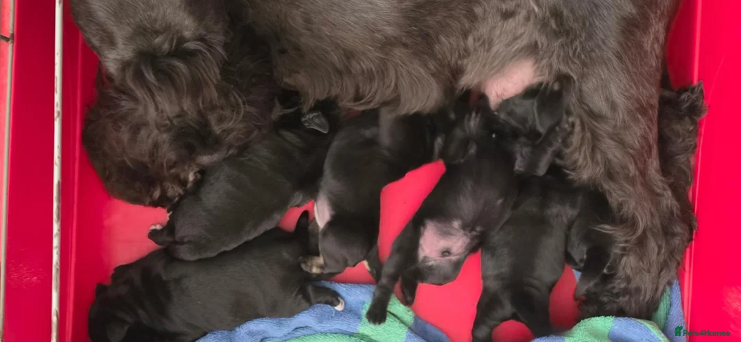 Miniature Schnauzer dogs for sale: Miniature schnauzers for sale in Leeds - Advert 2
