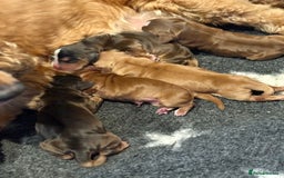 Cocker Spaniel dogs for sale: Full Health Tests KC Reg Showline Cocker Spaniels - Image 25