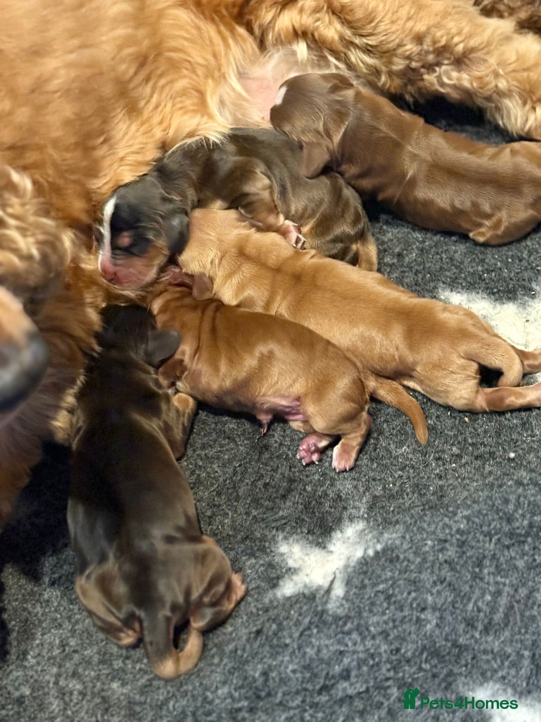 Cocker Spaniel dogs for sale: Full Health Tests KC Reg Showline Cocker Spaniels - Image 25