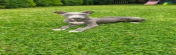 Mixed Breed dogs for sale: Saluki bullcross pup - Advert 10