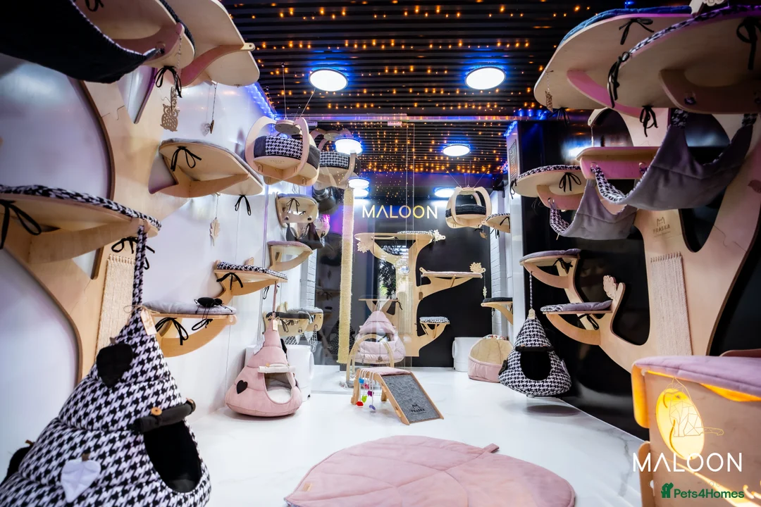 Bengal cats for sale: Stunning Bengal - Sophie. Forever family only. - Advert 21