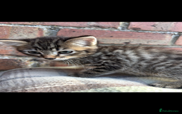 Bengal cats for sale: Beautiful Bengal Kittens  - Image 5