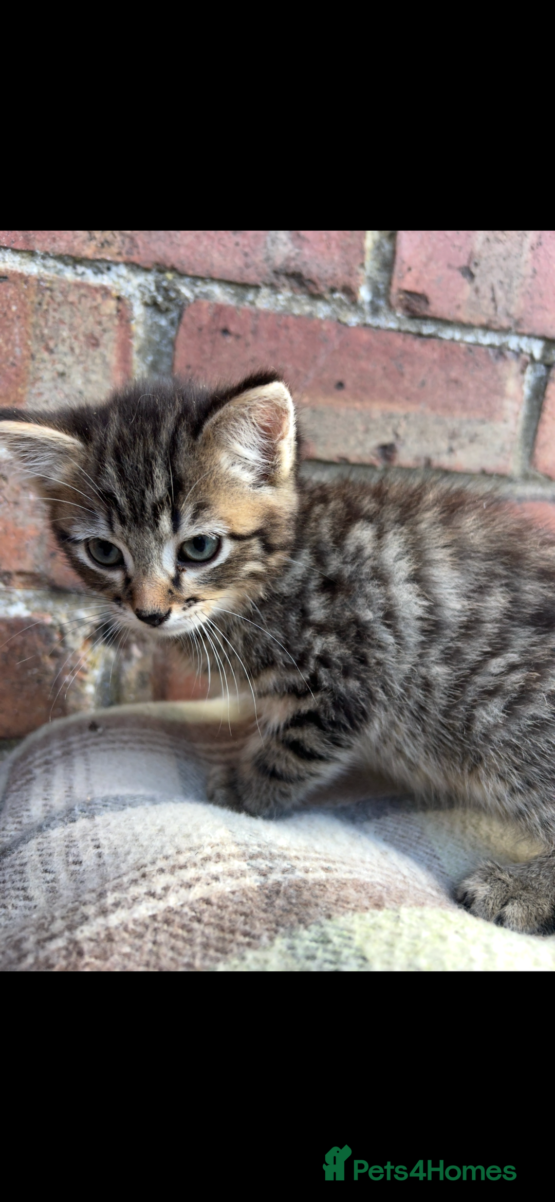 Bengal cats for sale: Beautiful Bengal Kittens  - Image 5