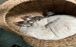 Mixed Breed cats for sale: 3 playful kittens  - Image 18