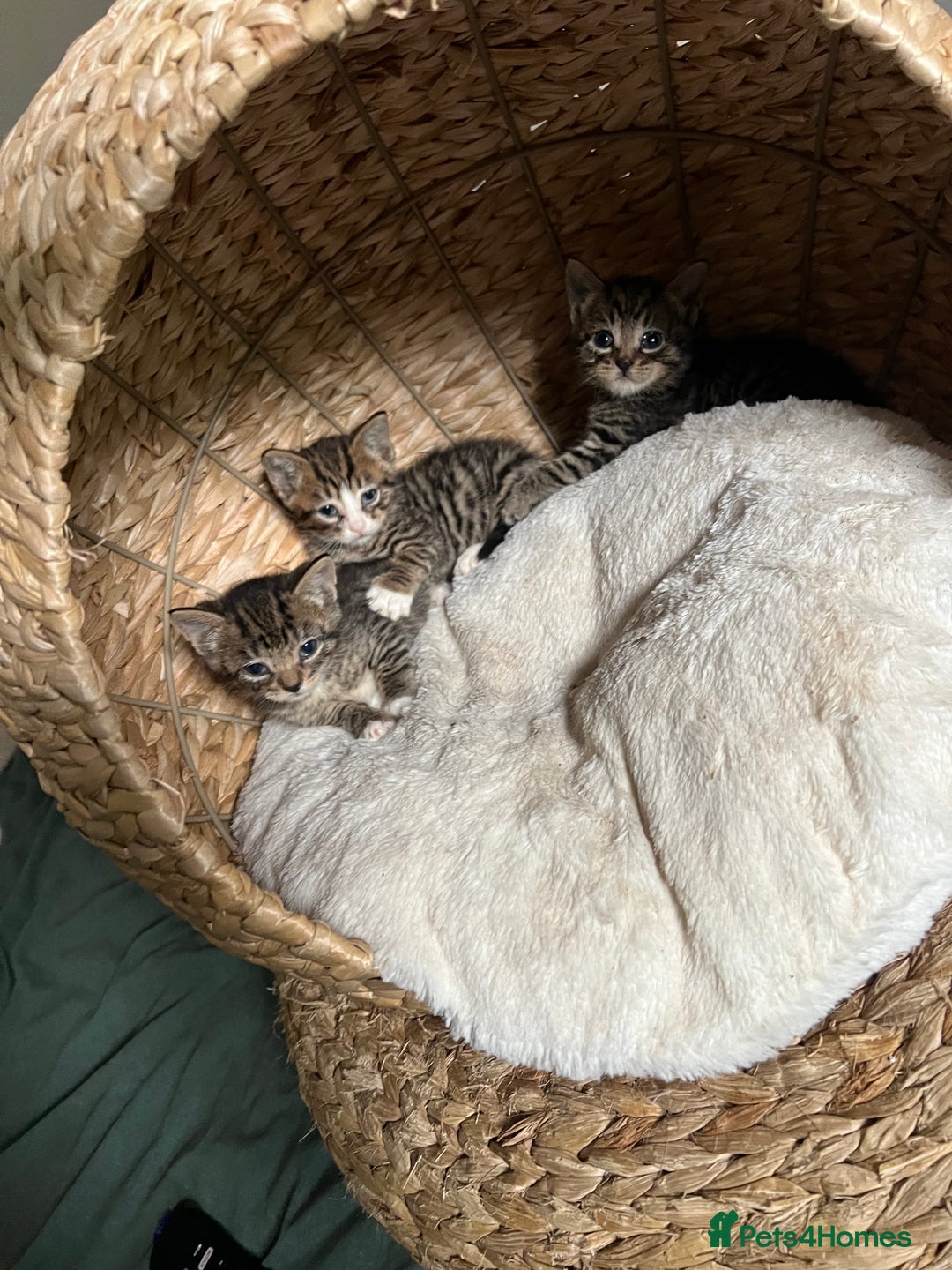 Mixed Breed cats for sale: 3 playful kittens  - Image 18