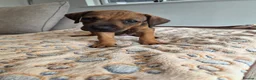 Rhodesian Ridgeback dogs for sale: KC Registered Rhodisian Ridgebacks  - Advert 9