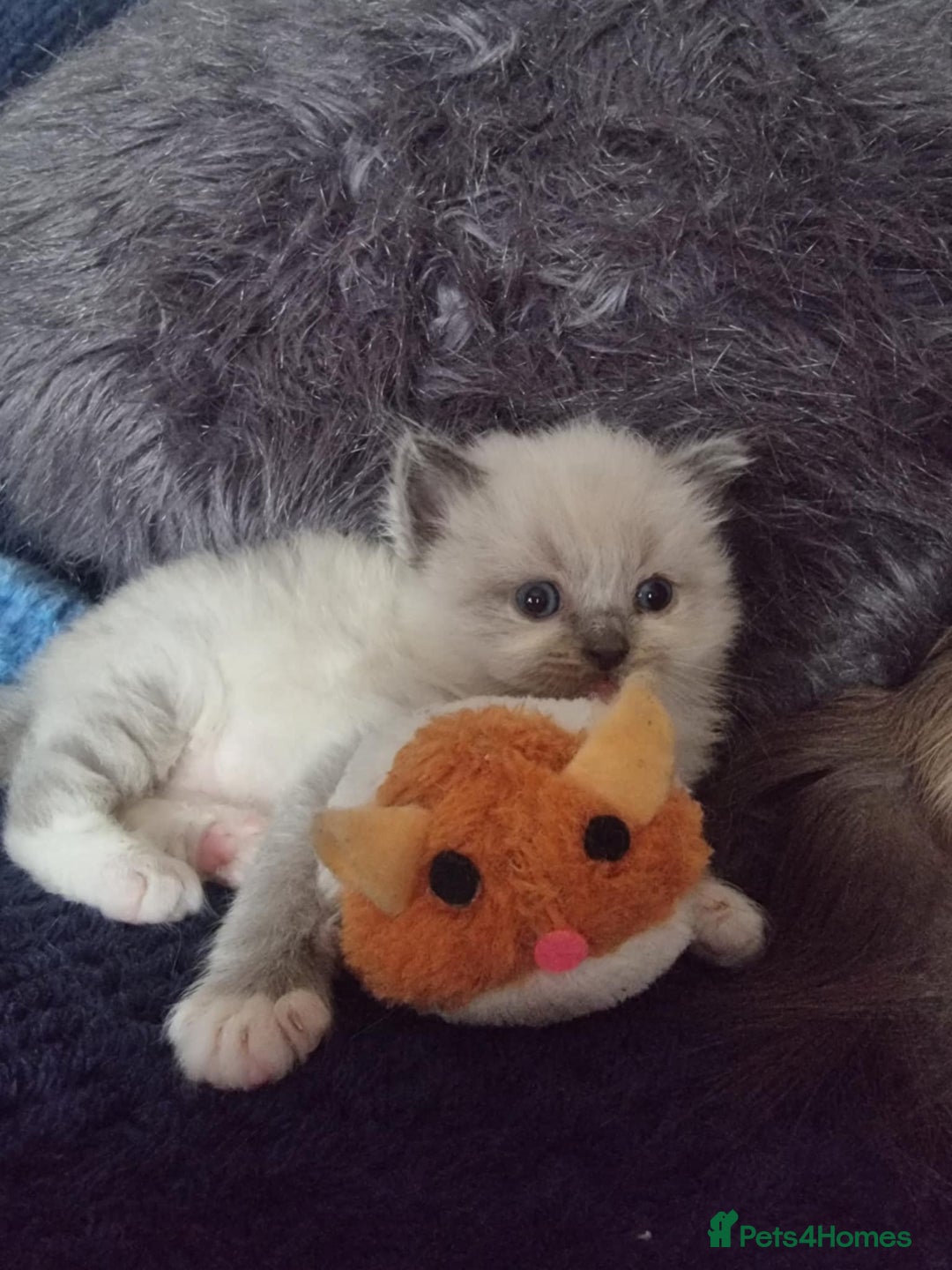 Ragdoll cats for sale: Kitten - Image 6