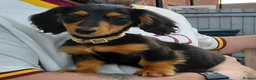 Miniature Dachshund dogs for sale: ✨️Beautiful Longhaired Minis✨️Lovely Temperments✨️ - Advert 17