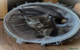 Maine Coon cats for sale: GCCF Maine Coon kittens  - Advert 23