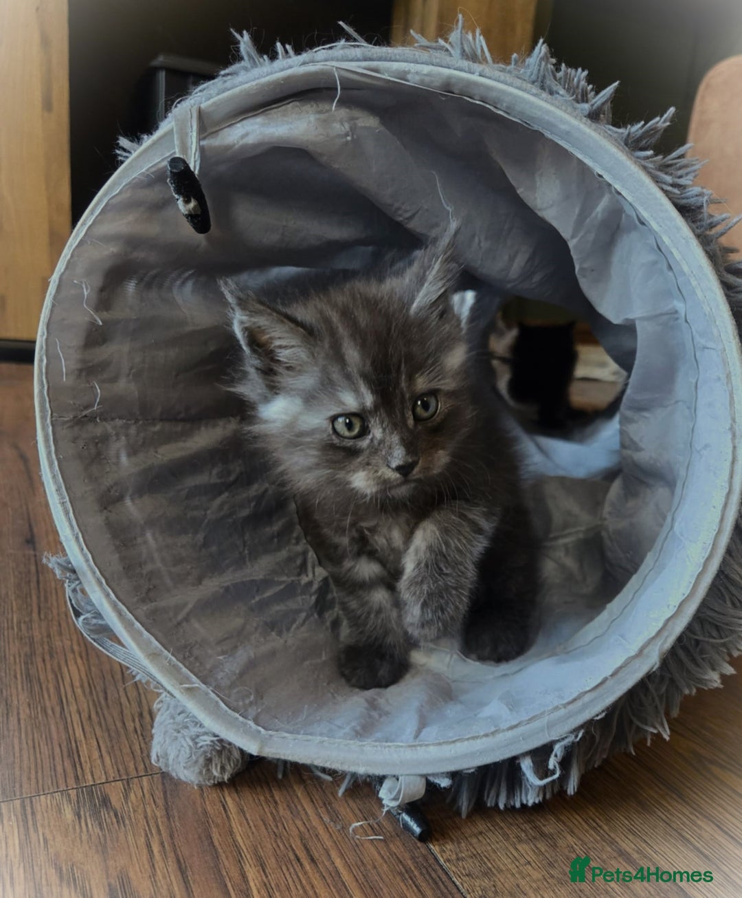 Maine Coon cats for sale: GCCF Maine Coon kittens  - Advert 23