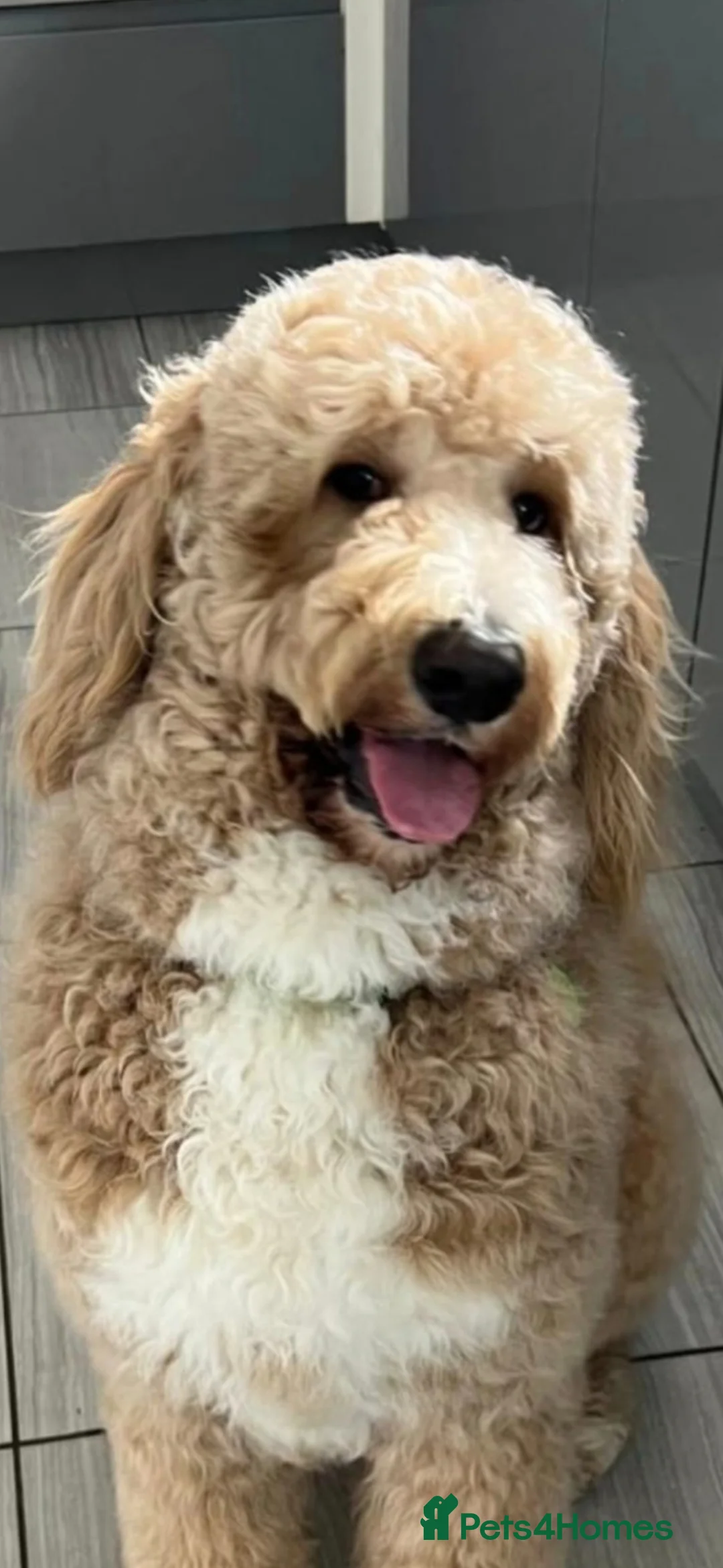 Mixed Breed dogs for sale: UNIQUE & ADORABLE FIB ST  BERDOODLE MALE AGE 1YR  - Advert 1