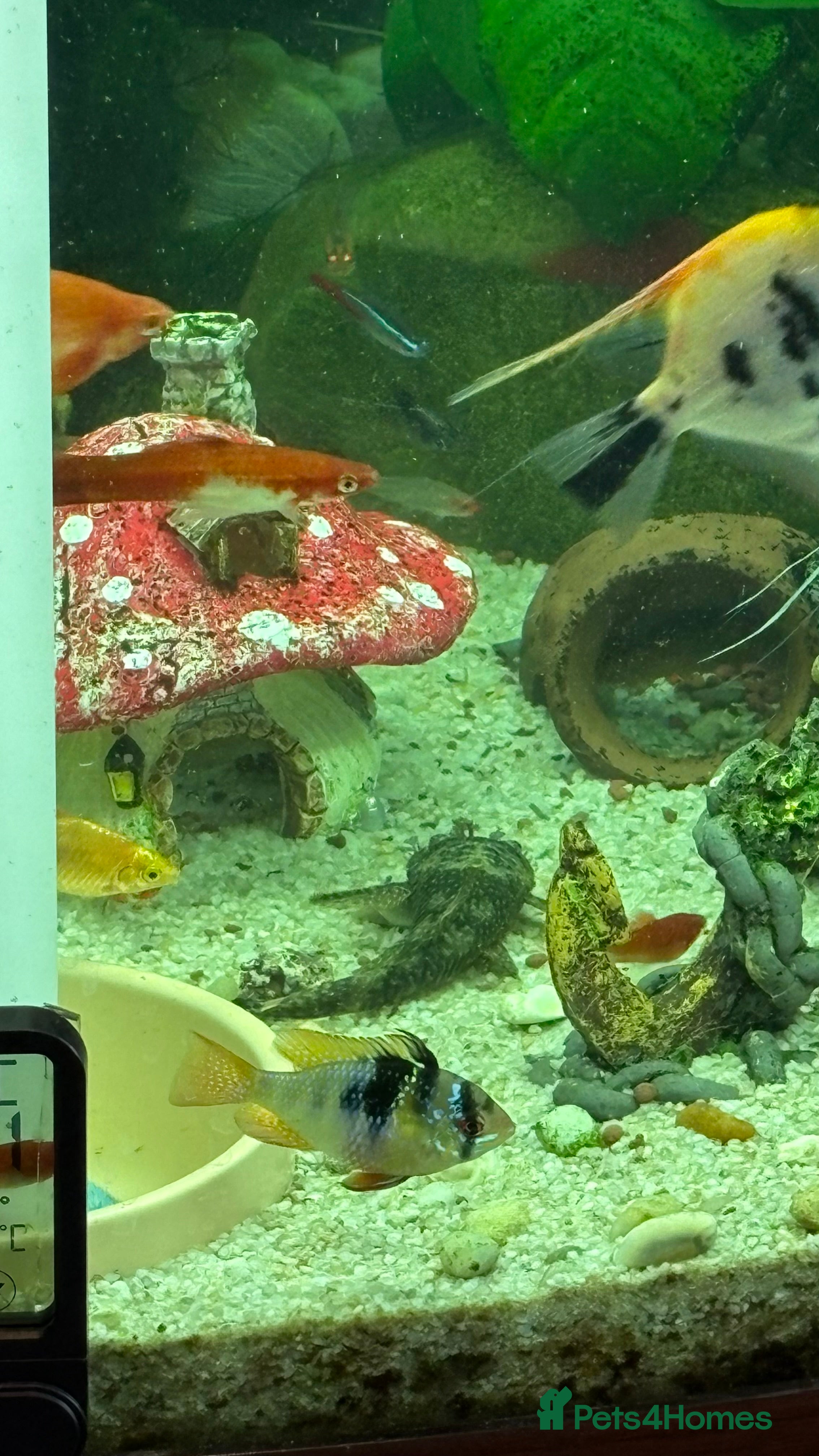 Angelfish fish Bristlenose/Angelfish/Swordtail for sale in RM8 - Advert 17