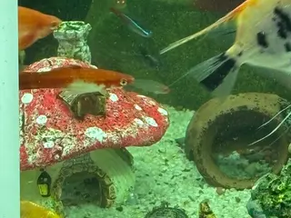 Angelfish fish Bristlenose/Angelfish/Swordtail for sale in RM8 - Advert 17