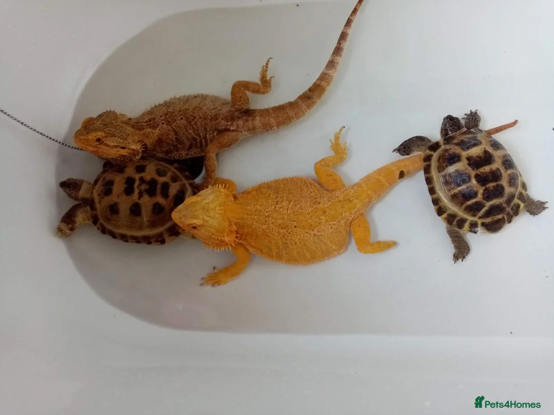 Tortoise reptiles for sale: X2 horsefield tortoises in Birmingham - Advert 3
