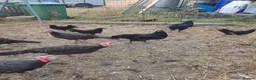 Turkeys poultry for sale: Turkeys in Trowbridge - Advert 2