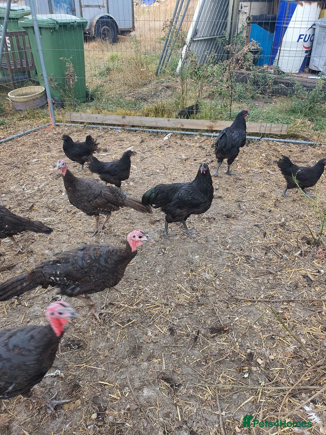 Turkeys poultry for sale: Turkeys in Trowbridge - Advert 2