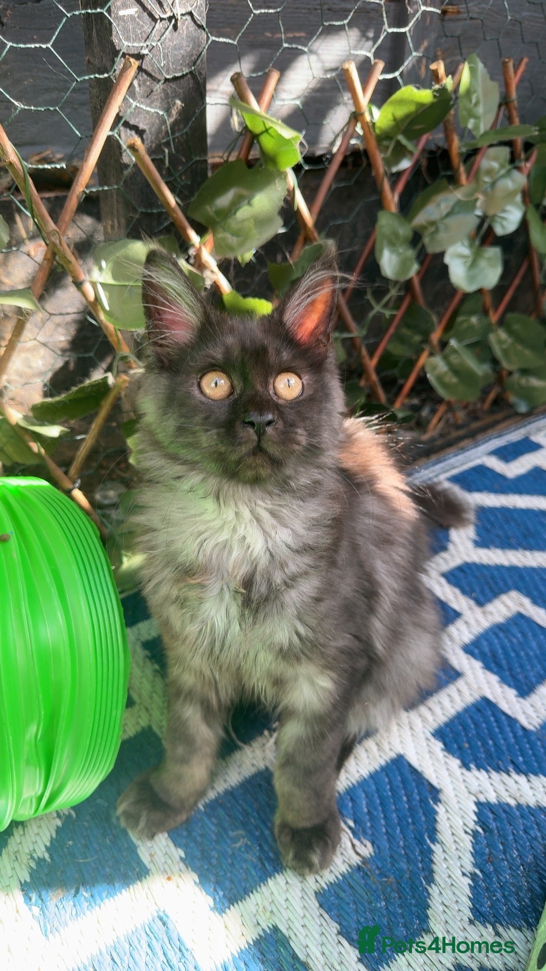Maine Coon cats Huge TICA registered Russian Mainecoon kittens - Advert 18