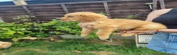 Golden Retriever dogs for sale: 🩷READY NOW  Only one girls left 🩷 - Advert 5