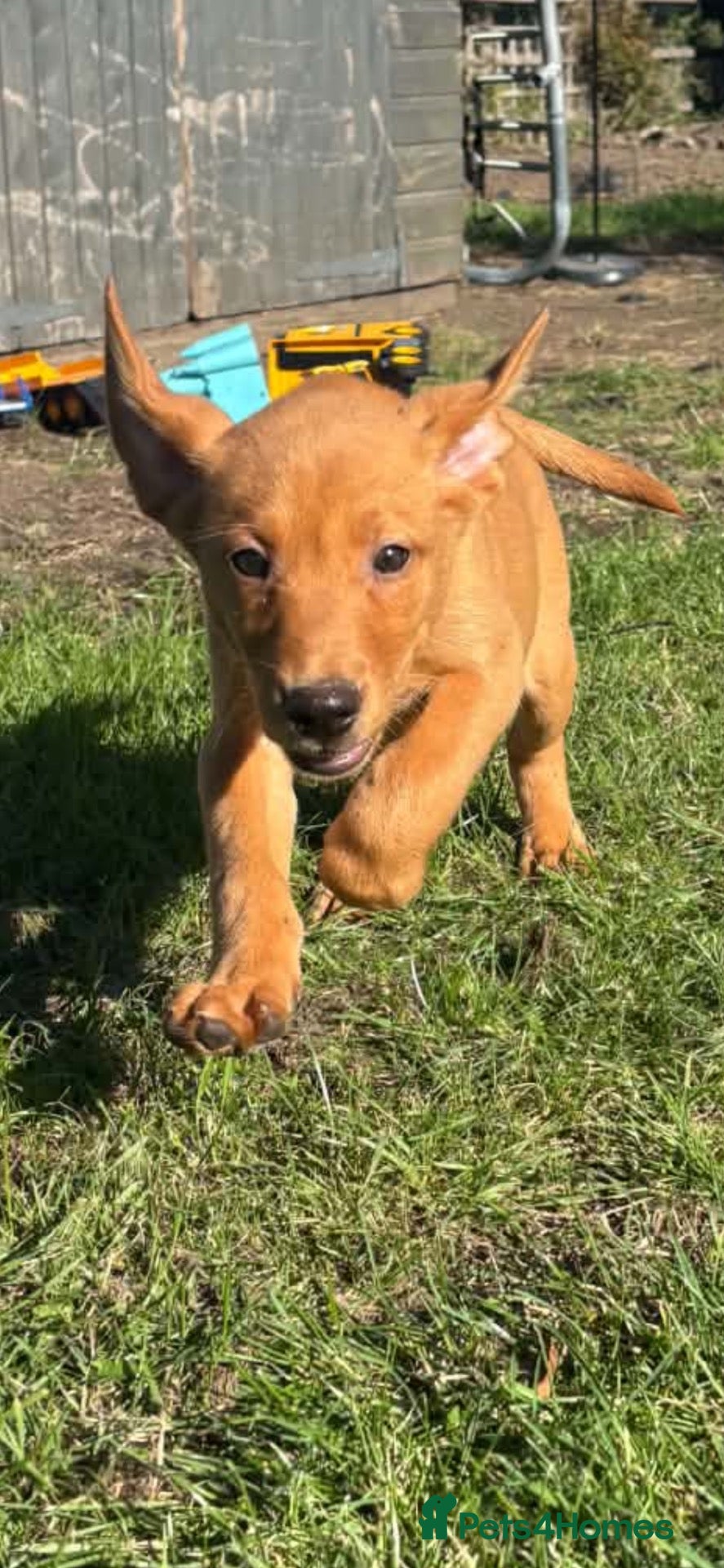 Labrador Retriever dogs LAST BOY LOOKING FOR HOME  Quality Lab Pups  - Advert 20