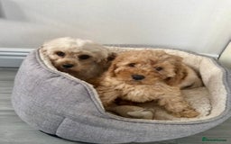 Cavapoochon dogs for sale: Stunning litter of Cavapoochons Ready Thursday  - Image 12