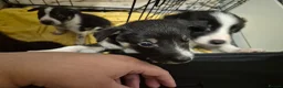 Mixed Breed dogs for sale: 3 Male puppies - Advert 6