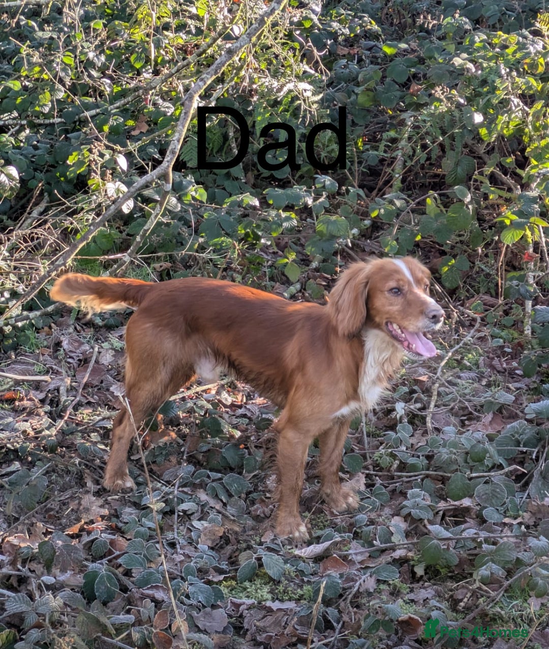Cocker Spaniel dogs for sale: 2 Girls left, Golden red working cockers - Advert 4