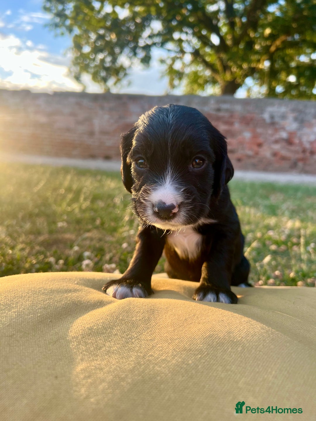 Cocker Spaniel dogs for sale: Cocker Spaniel male left KC Registered Docked  - Image 10