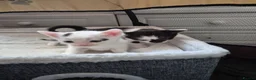 Mixed Breed cats for sale: Black and white kittens. - Advert 5