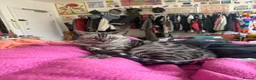 Bengal cats for sale: Bengal cat looking for a loving forever home in London - Advert 1