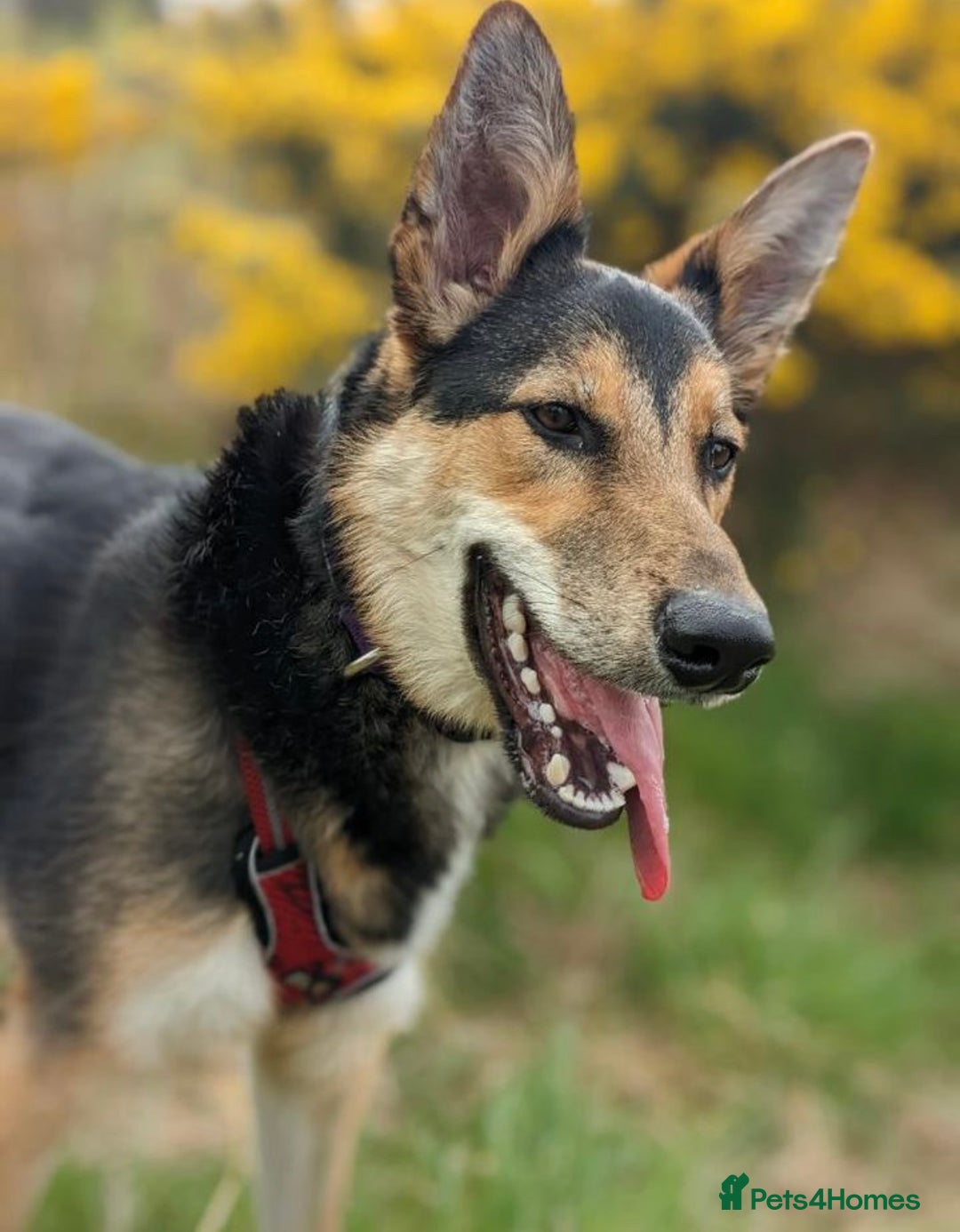 Mixed Breed dogs for sale: German Shephard x Collie - Image 12
