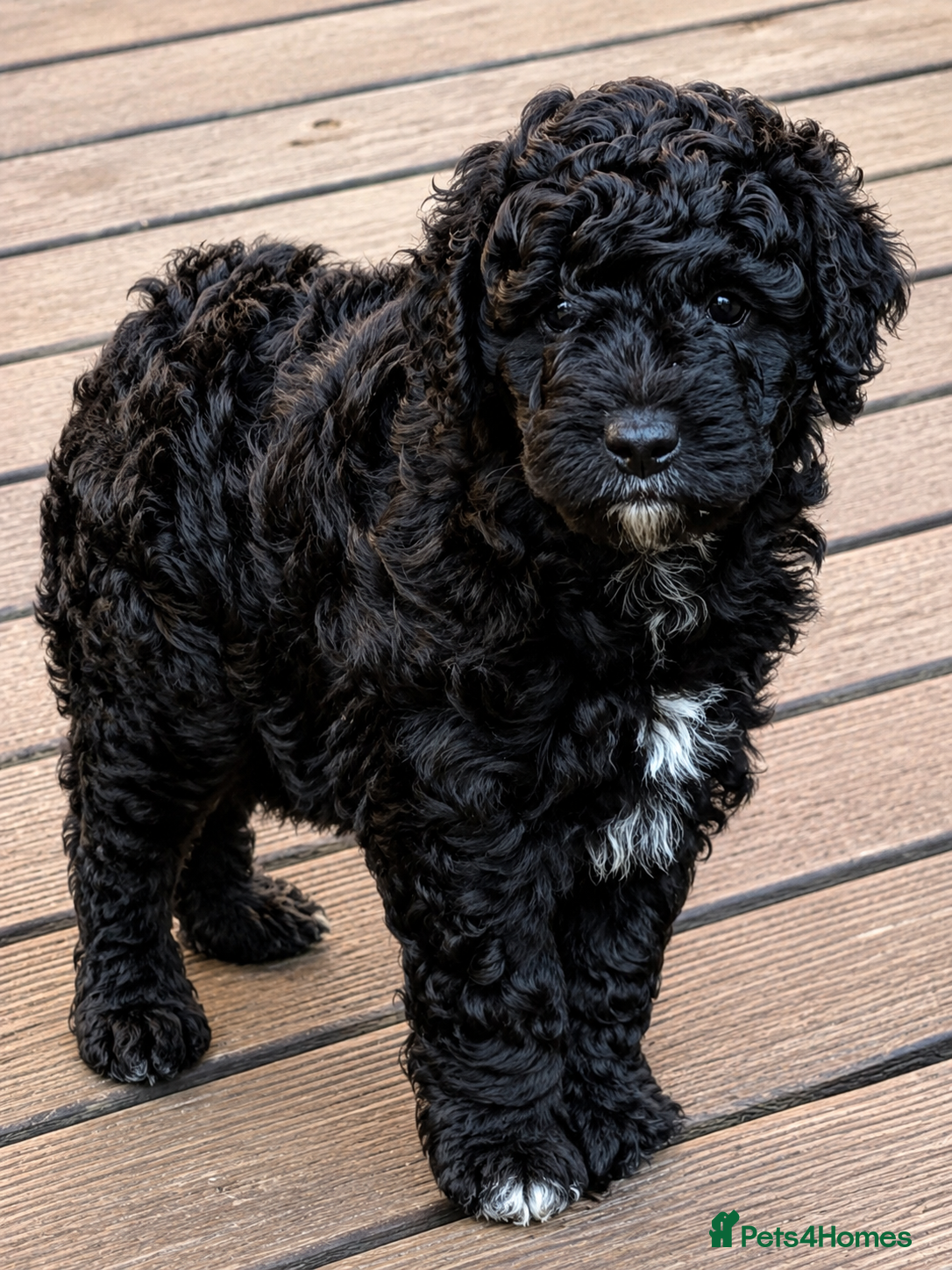 Double Doodle dogs AUSTRALIAN LABRADOODLE - LAST GIRL AVAILABLE - Advert 1