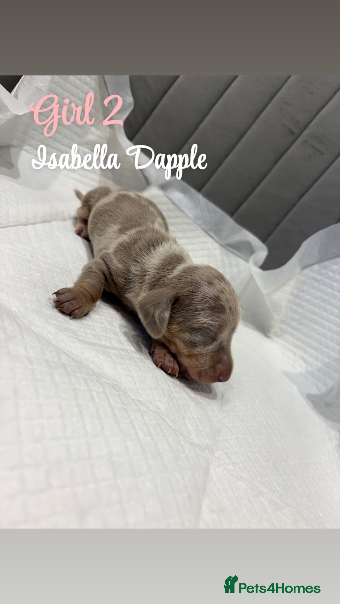 Miniature Dachshund dogs KC Registered Miniature Dachshund puppies for sale - Advert 2