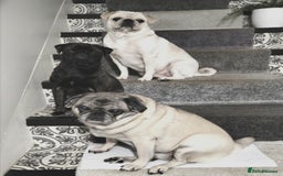 Pug dogs for sale: PEDIGREE PUG PUPPIES  - Advert 18