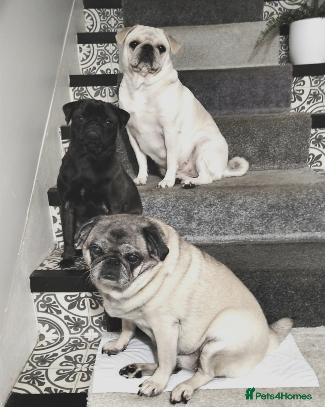 Pug dogs for sale: PEDIGREE PUG PUPPIES  - Advert 18