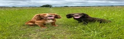 Cocker Spaniel dogs for sale: Working Cocker Spaniel Puppies  - Advert 8