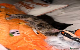 Mixed Breed cats for sale: Tabby and black kittens  - Image 4